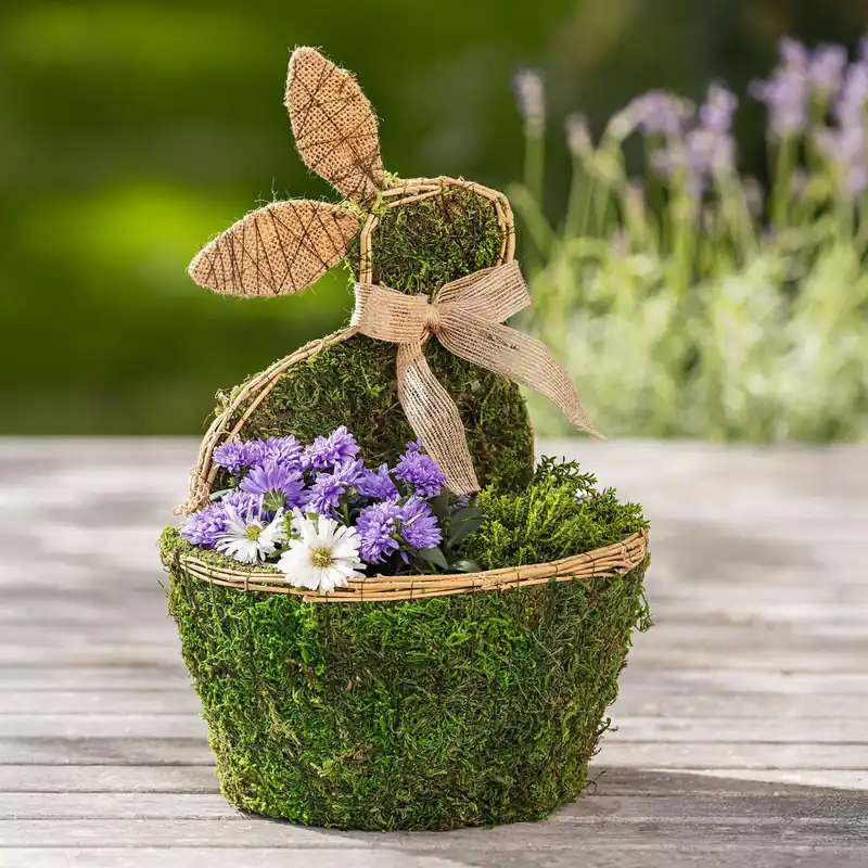 Moospflanzer "Hase" Nur Heute