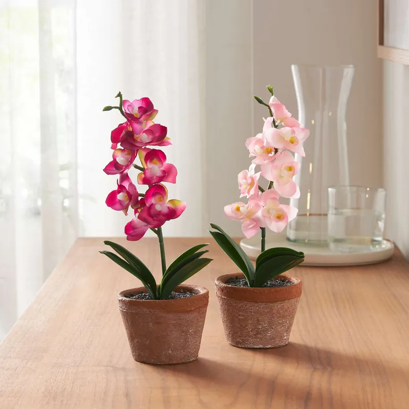 Rabatt Orchidee im Topf, 2er Set