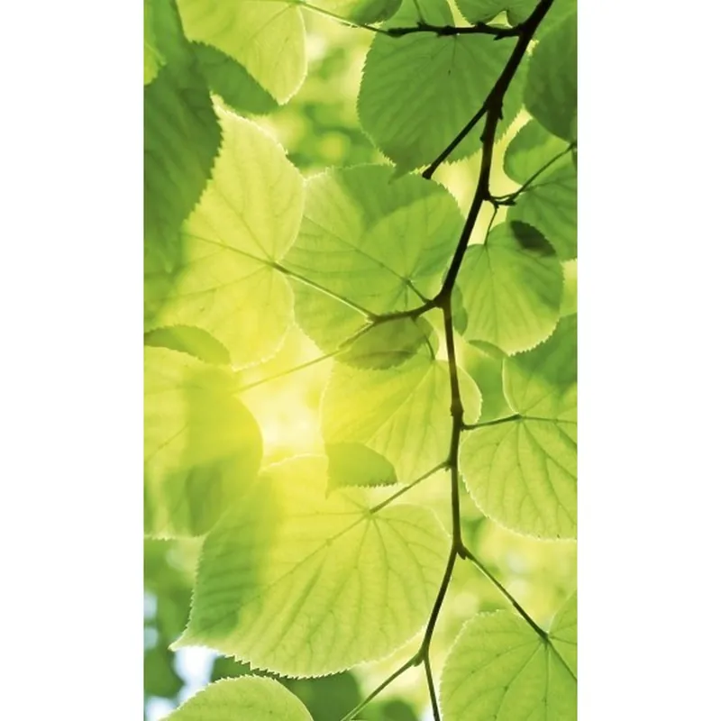 Dimex | Dimex Line | MS-2-0107 | Fototapete | Vlies | Versch. Größen | Wald & Pflanzen | Grün Günstig