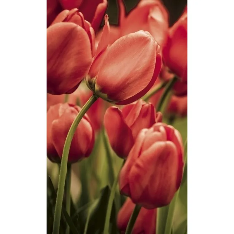 Dimex | Dimex Line | MS-2-0128 | Fototapete | Vlies | Versch. Größen | Wald & Pflanzen | Rot Top-Seller
