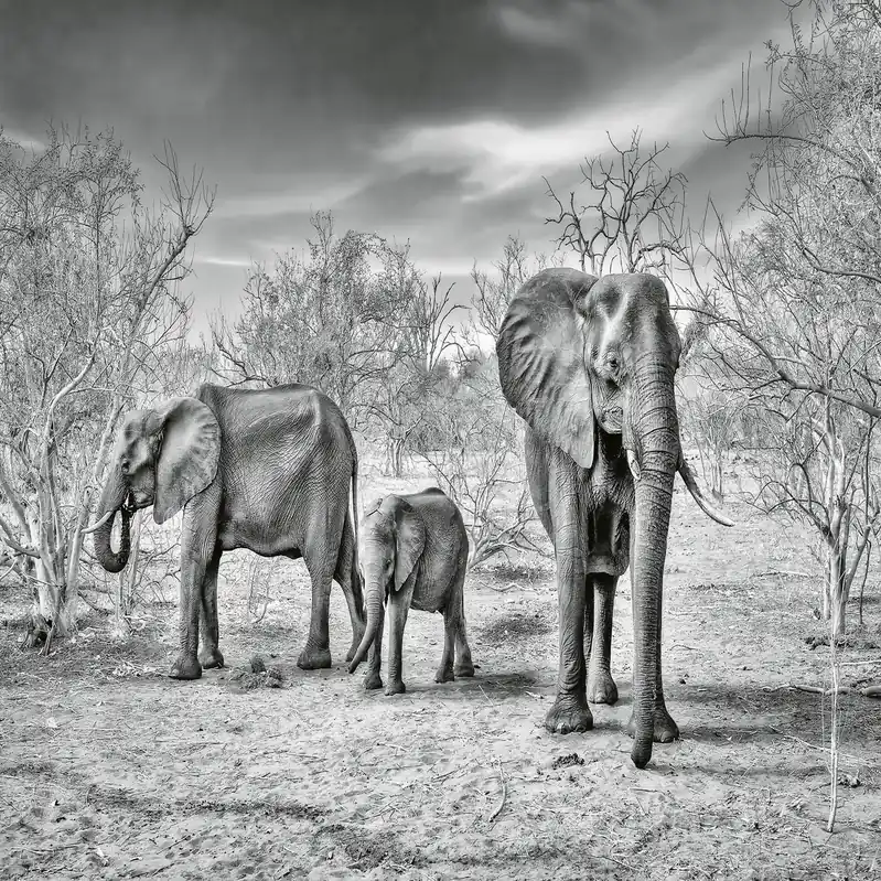 Versand Am Gleichen Tag A.S. Creation | Designwalls 2.0 | DD118931 | Fototapete | Vlies | 384 x 260 cm | Tiere | Grau