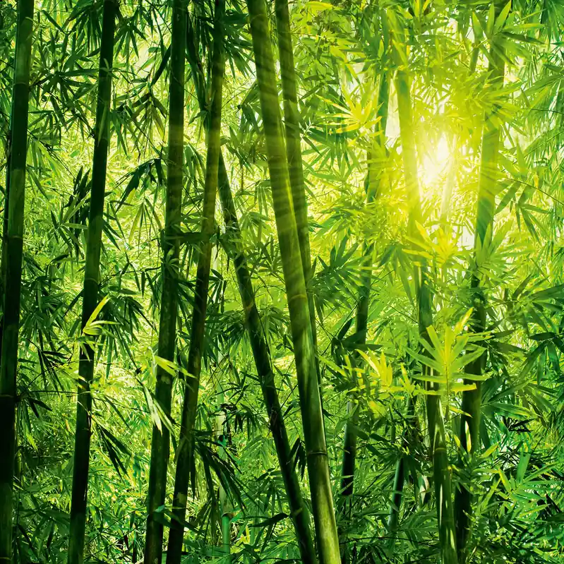 Solange Der Vorrat Reicht A.S. Creation | Designwalls 2.0 | DD118986 | Fototapete | Vlies | 384 x 260 cm | Natur | Grün