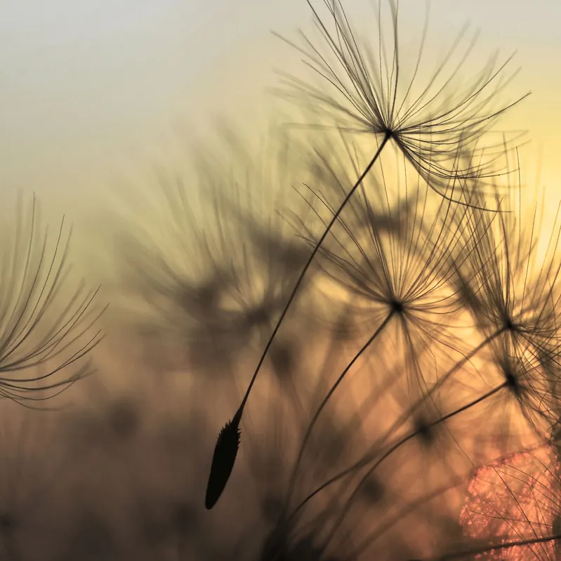 A.S. Creation | Designwalls | DD118592 | Fototapete | Vlies | 350 x 255 cm | Natur | Schwarz | Blau Wochenendangebot