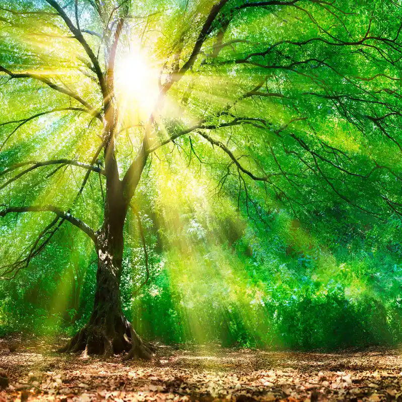 Sonderangebot A.S. Creation | Designwalls | DD118798 | Fototapete | Vlies | 350 x 255 cm | Wald & Pflanzen