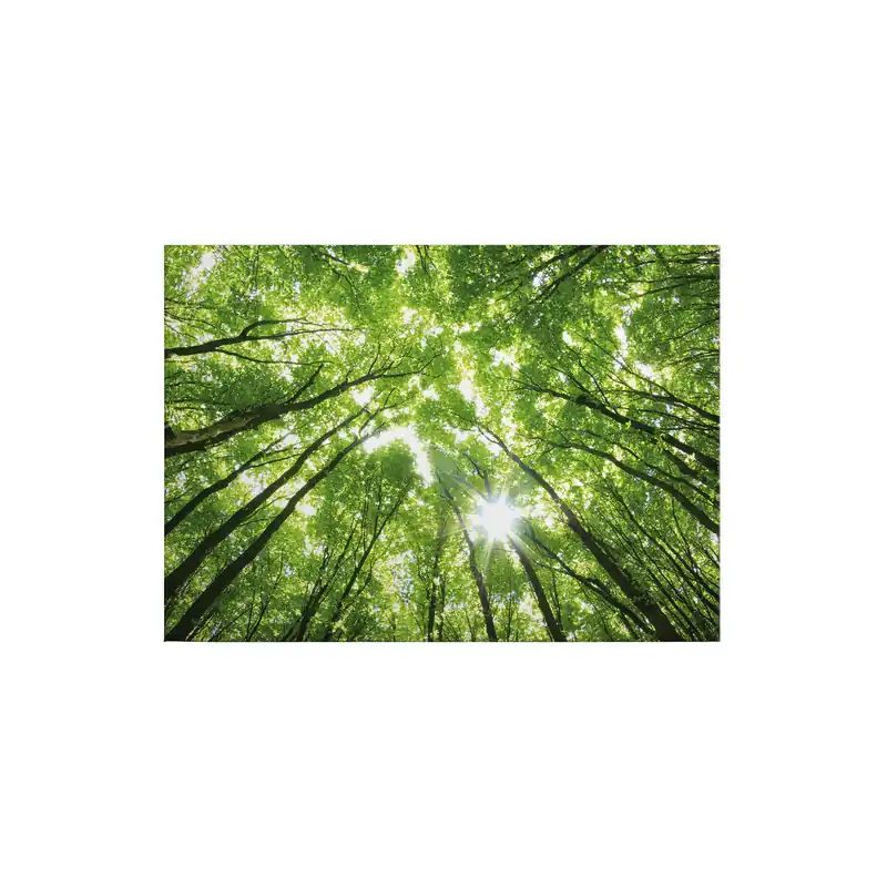 Versand Am Gleichen Tag Tadessi Leinwandbild Laubwald - 50 x 70 cm - M1-No.50255 - Keilrahmen in Grün