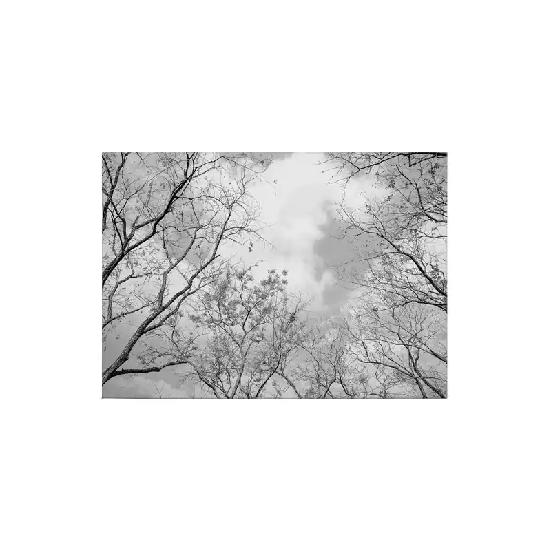Tadessi Leinwandbild Laubwald - 50 x 70 cm - M1-No.50261 - Keilrahmen in Weiß Schwarz Abverkauf