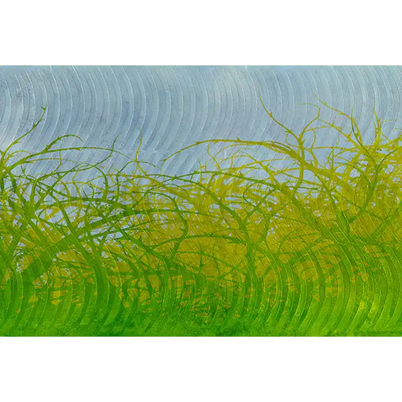 Tadessi Fototapete Grafik M1-No.60304 Digitaldruck Tapete Grün Gelb - Natur Preisknaller