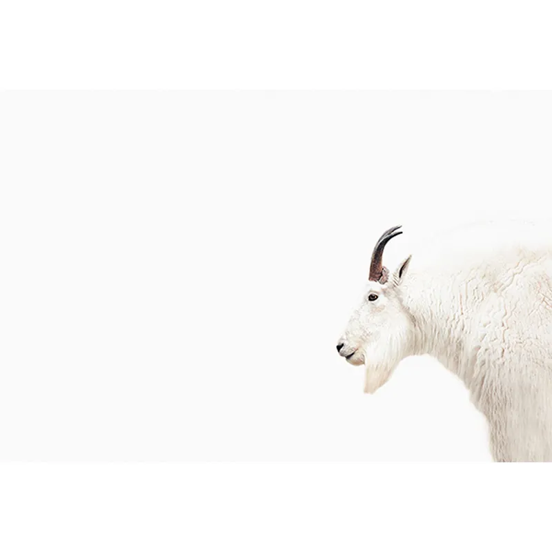 Tadessi Fototapete Tiere M1-No.61023 Digitaldruck Tapete Weiß Grau - Natur Günstig