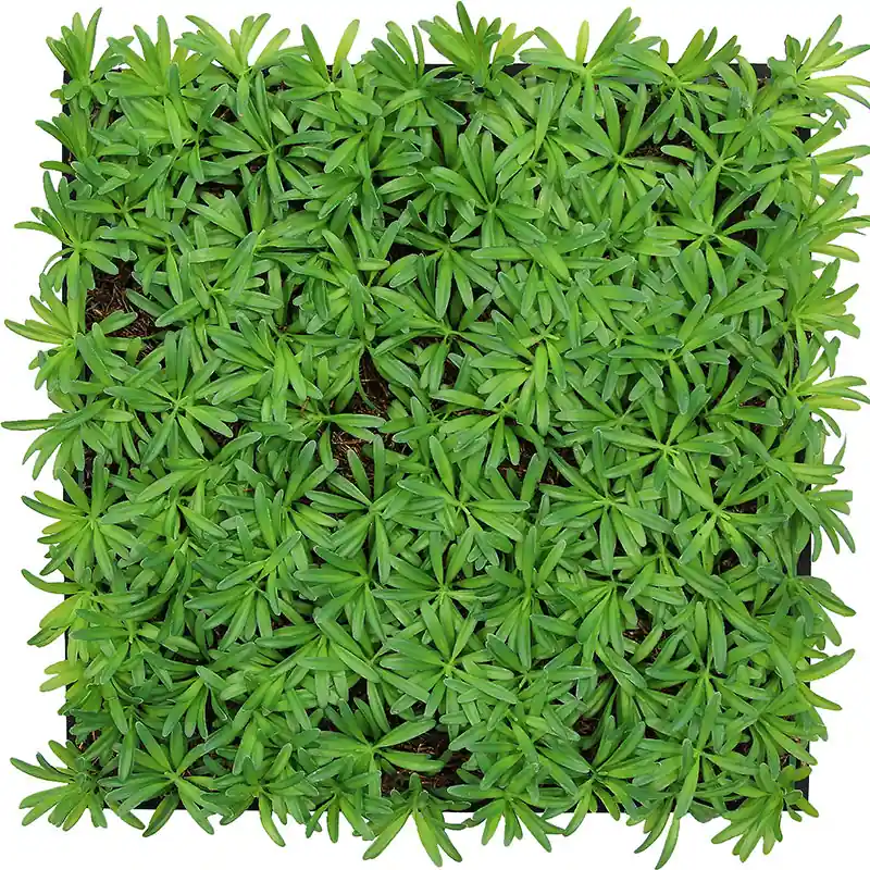 Mega-Angebot JANGAL Modular Wall Akustik Wandpaneel 520 x 520 x 50 mm Podocarpus Tea Tree Naturfaser Pflanzenwand