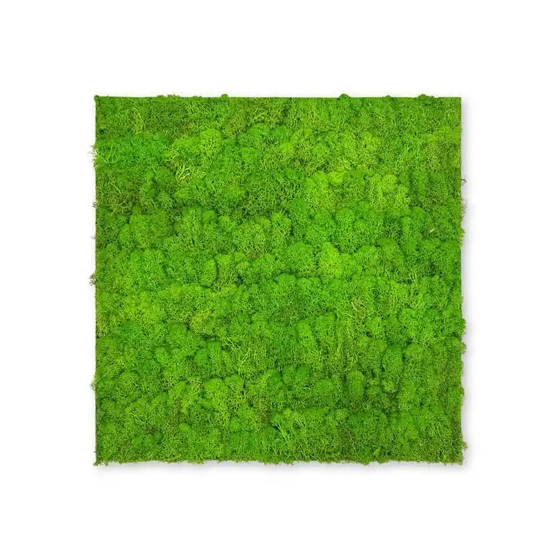 Geprüft JANGAL Modular Wall Akustik Wandpaneel 520 x 520 x 40 mm Bright Green Moos Echtmoos Pflanzenwand