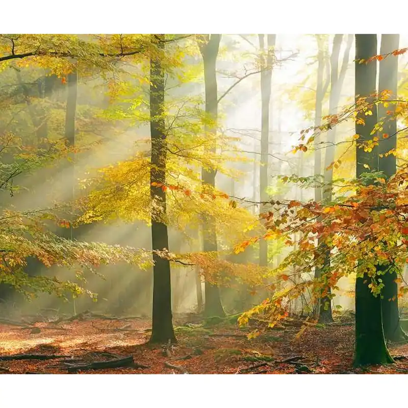 Wochenendangebot A.S. Creation | AP Digital 4 | DD109230 | Fototapete | Vlies | Versch. Größen | Wald & Pflanzen