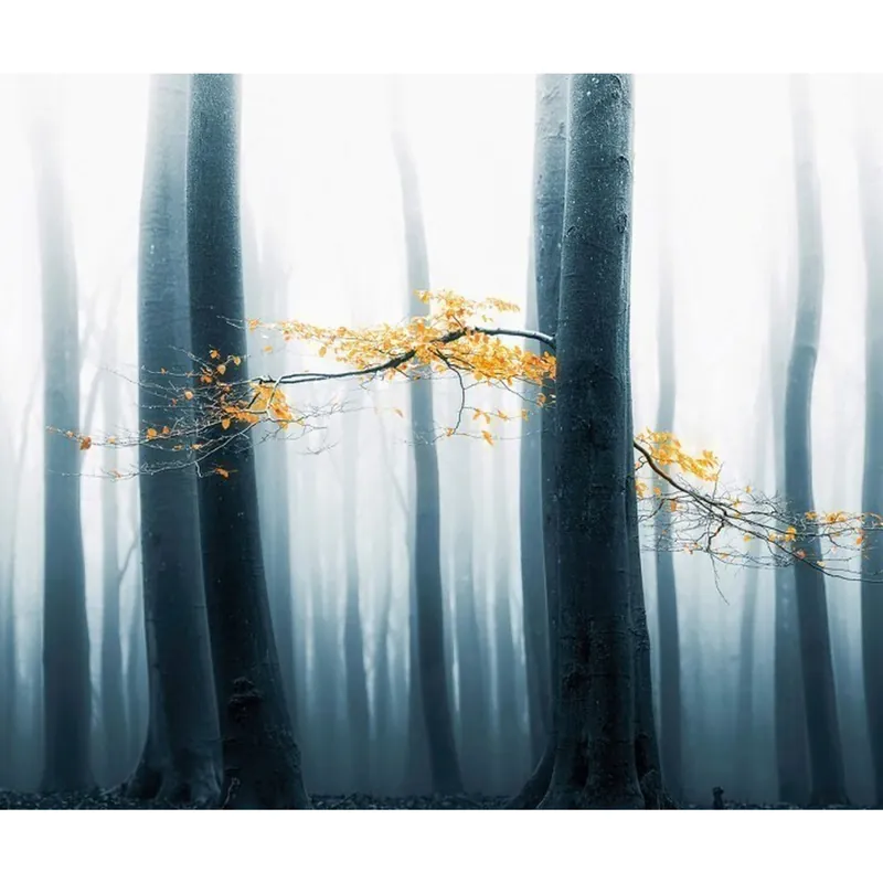 Schnäppchen A.S. Creation | AP Digital 4 | DD109285 | Fototapete | Vlies | Versch. Größen | Wald & Pflanzen