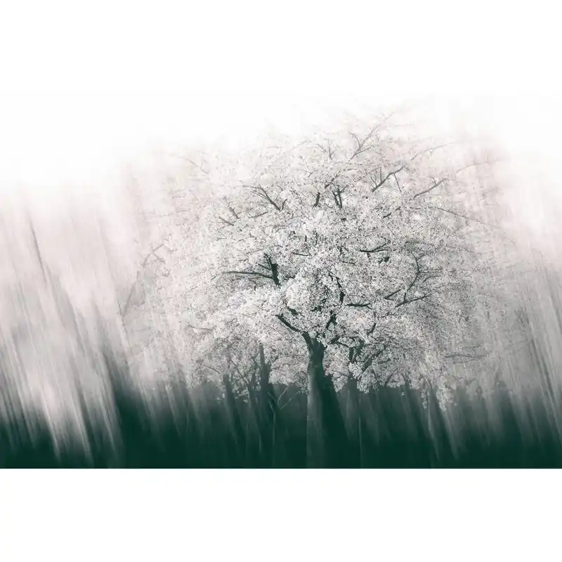 A.S. Creation | AP Digital 4 | DD109305 | Fototapete | Vlies | Versch. Größen | Wald & Pflanzen Abverkauf