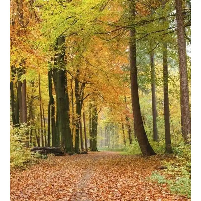 Dimex | Dimex Line | MS-2-0099 | Fototapete | Vlies | Versch. Größen | Wald & Pflanzen | Orange Zertifiziert