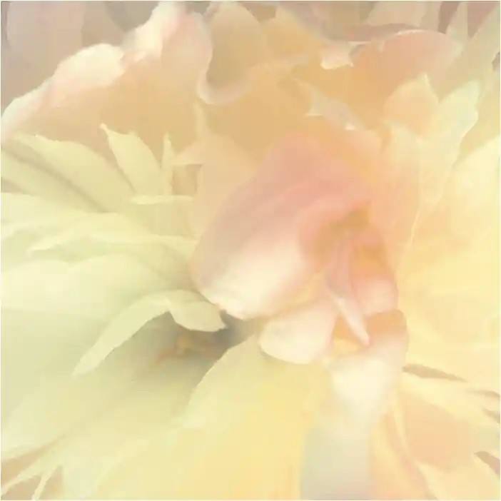 Meistverkauft Vlies Fototapete 839807 Blumen Floral Magicwalls Booklet Rasch