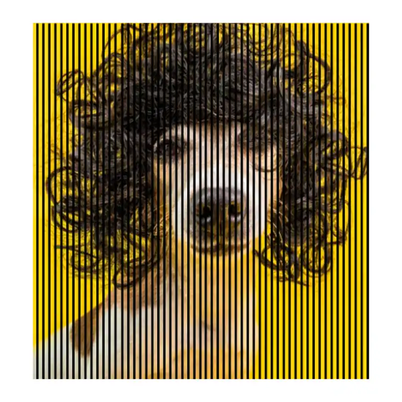 Sonderaktion Akustikpaneele mit Digitaldruck Hund Wandpaneele Gelb Braun in versch. Größen