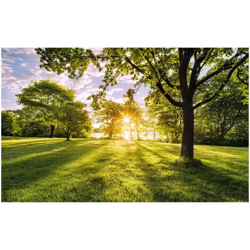 Komar Fototapete - Golden Moment - 250 x 400 cm - Vlies Digitaldruck - Natur Garantierte Lieferung