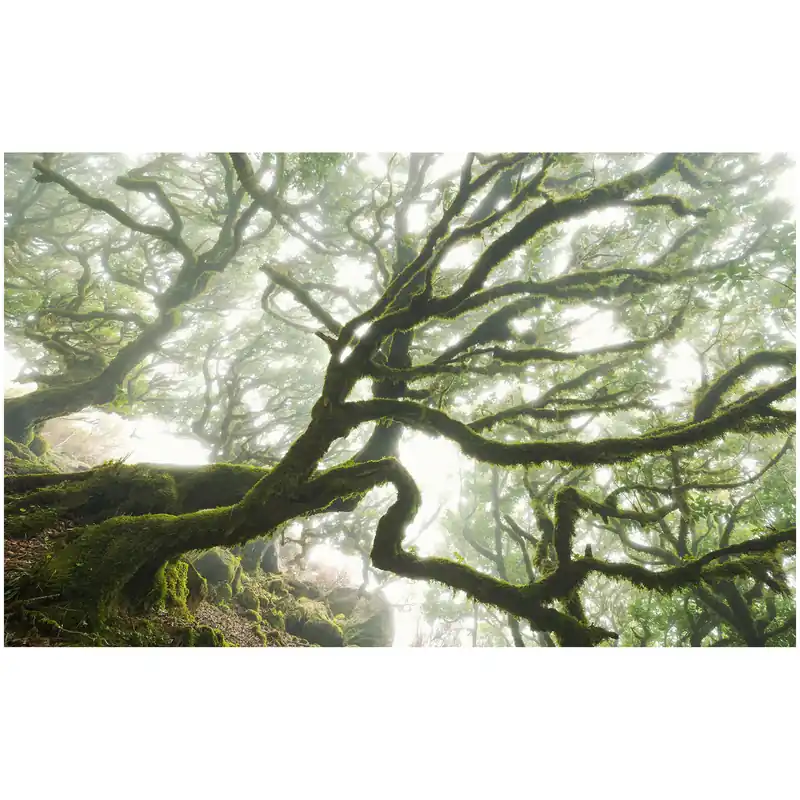 Komar Fototapete - The Forgotten Forest - 250 x 400 cm - Vlies Digitaldruck - Natur Neue Kollektion