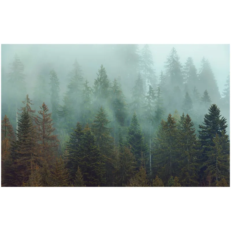 Komar Fototapete - Foggy Firs - 250 x 400 cm - Vlies Digitaldruck - Natur Wochenendangebot