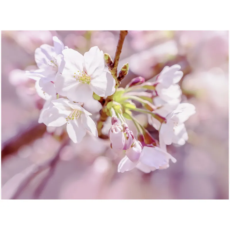 Jetzt Kaufen Komar Fototapete - Pink Blossom - 184 x 248 cm - Vlies Motivtapete