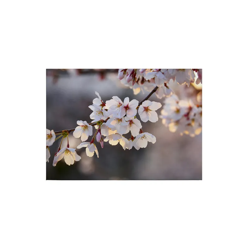 Tadessi Leinwandbild Natur Blüten - 50 x 70 cm - M1-No.50281 - Keilrahmen in Weiß Rosa Heißes Angebot