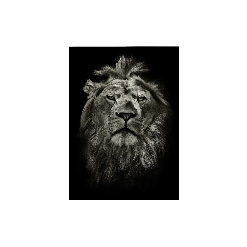 Nur Heute Tadessi Leinwandbild Löwe - 70 x 50 cm - M1-No.50374 - Keilrahmen in Schwarz Grau