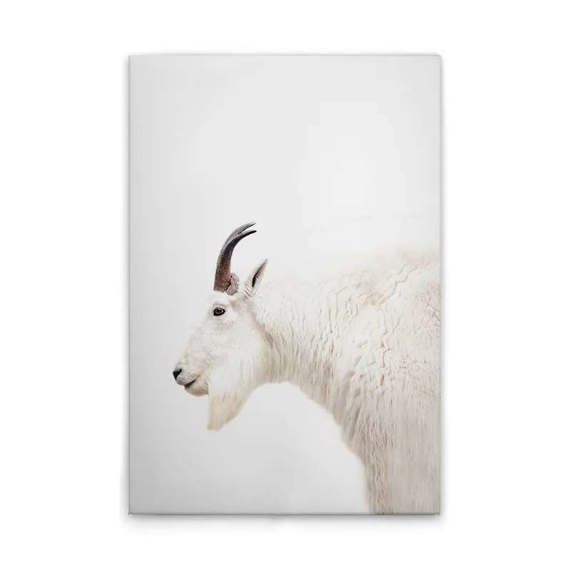 Ausverkauf Tadessi Leinwandbild Tiere Ziege - 50 x 75 cm - M1-No.51113 - Keilrahmen in Weiß Creme